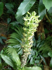 Habenaria stenopetala