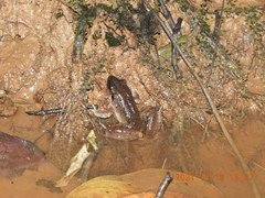 Limnonectes leporinus