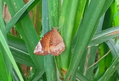 Elymnias hypermnestra