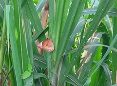 Elymnias hypermnestra