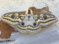Heniocha apollonia