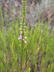 Erica pulchella
