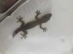 Hemidactylus frenatus