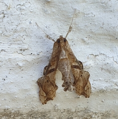 Terastia africana