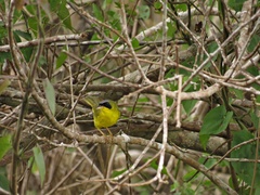 Geothlypis aequinoctialis