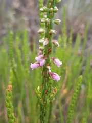 Erica pulchella