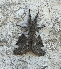 Salvatgea xanthosoma