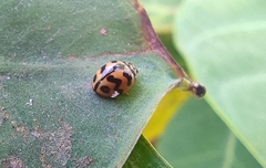 Cheilomenes sexmaculata