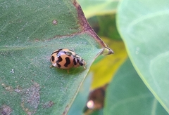 Cheilomenes sexmaculata