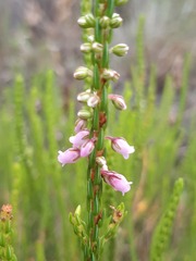 Erica pulchella