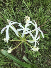 Crinum flaccidum