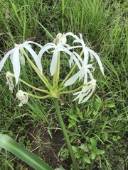Crinum flaccidum