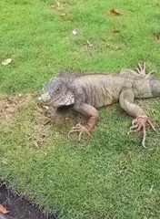 Iguana iguana