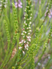 Erica pulchella