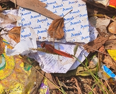 Crocothemis servilia