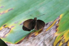 Ancistroides nigrita