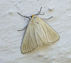 Hibrildes