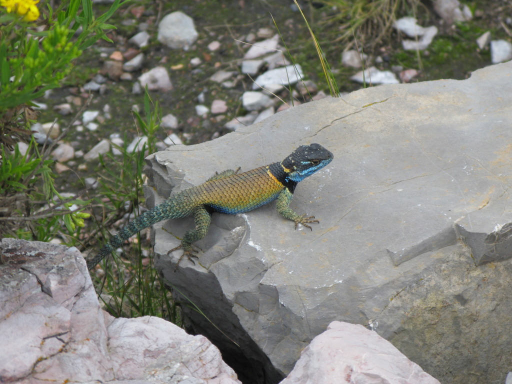 Minor Lizard from Real de Catorce, Mexico on September 1, 2008 by ...