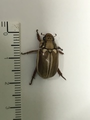 Anoplognathus abnormis
