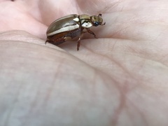 Anoplognathus abnormis