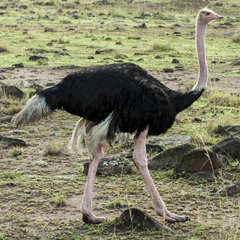 Struthio camelus massaicus
