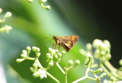 Oriens paragola