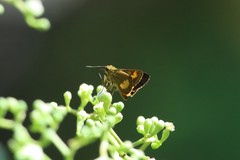 Oriens paragola