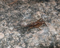 Anoplophilus koreanus