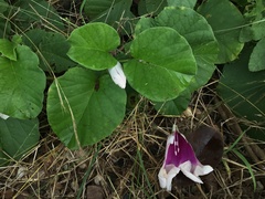 Ipomoea campanulata