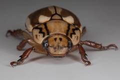 Anoplognathus abnormis