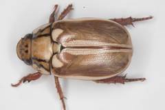 Anoplognathus abnormis