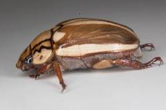 Anoplognathus abnormis