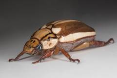 Anoplognathus abnormis
