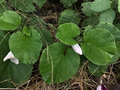 Ipomoea campanulata