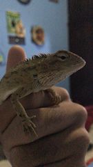 Calotes versicolor
