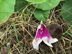 Ipomoea campanulata
