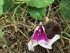 Ipomoea campanulata