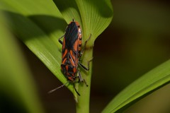 Spilostethus decoratus