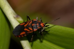 Spilostethus decoratus