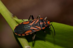 Spilostethus decoratus