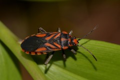 Spilostethus decoratus