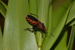 Spilostethus decoratus