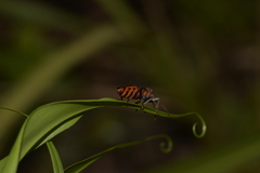 Spilostethus decoratus
