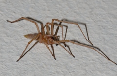 Cheiracanthium furculatum