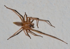 Cheiracanthium furculatum