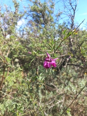 Polygala virgata
