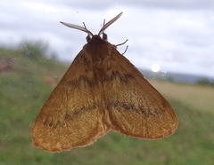 Phyllalia thunbergii