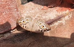 Junonia atlites