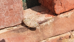 Junonia atlites