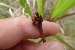 Xyris ambigua